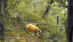 关于林业相机对于野生动物多样性的监测技术规范