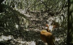 大山深处，林业相机拍下的有趣精灵