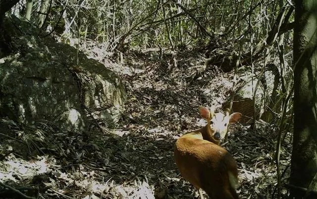 林业相机