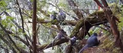 在云南：红外相机拍到灰叶猴 种群数量明显上升