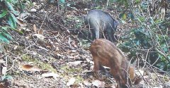 深圳梧桐山在红外相机下拍下了的野生动物